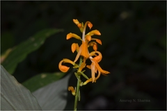 Globba ophioglossa